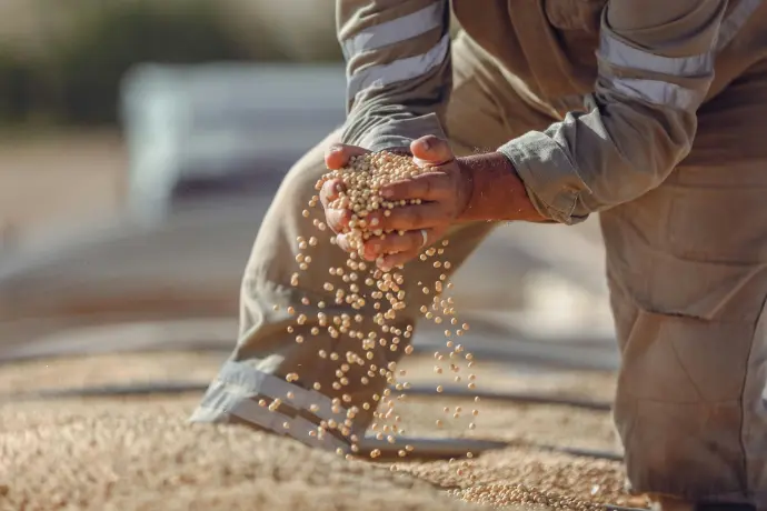 farming soyabean